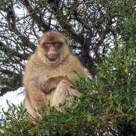 magot bezocasý - Macaca sylvanus