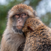magot bezocasý - Macaca sylvanus