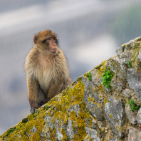 magot bezocasý - Macaca sylvanus