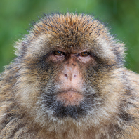 magot bezocasý - Macaca sylvanus
