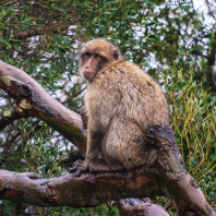 magot bezocasý - Macaca sylvanus