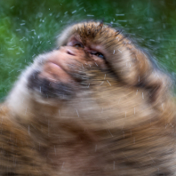 magot bezocasý - Macaca sylvanus