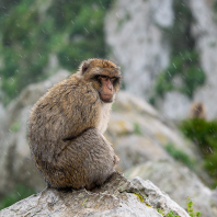 magot bezocasý - Macaca sylvanus