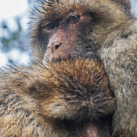 magot bezocasý - Macaca sylvanus