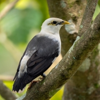 majna černokřídlá - Acridotheres...