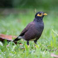 majna obecná - Acridotheres tristis