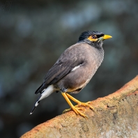 majna obecná - Acridotheres tristis