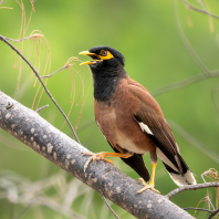majna obecná - Acridotheres tristis
