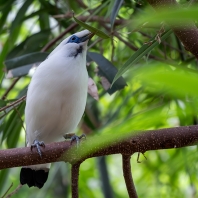 majna Rothschildova - Leucopsar rothschildi