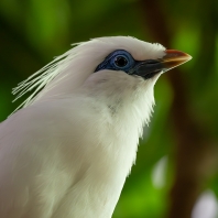 majna Rothschildova - Leucopsar rothschildi