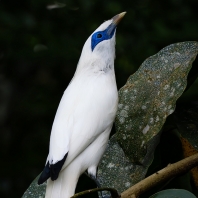 majna Rothschildova - Leucopsar rothschildi
