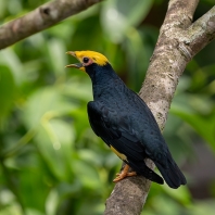 majna žlutohlavá - Ampeliceps coronatus