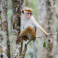 makak bandar - Macaca sinica