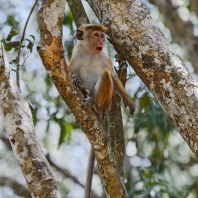 makak bandar - Macaca sinica