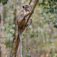 makak bandar - Macaca sinica
