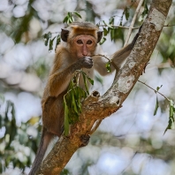 makak bandar - Macaca sinica