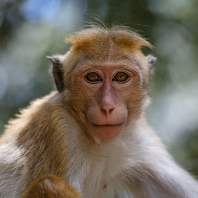 makak bandar - Macaca sinica