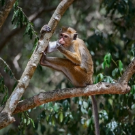makak bandar - Macaca sinica