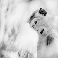 makak bandar - Macaca sinica