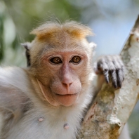 makak bandar - Macaca sinica