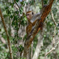 makak bandar - Macaca sinica