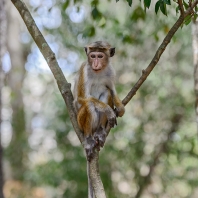 makak bandar - Macaca sinica