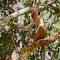 makak bandar - Macaca sinica