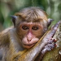 makak bandar - Macaca sinica