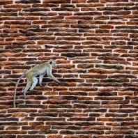 makak bandar - Macaca sinica