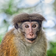 makak bandar - Macaca sinica