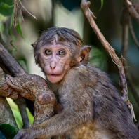 makak bandar - Macaca sinica