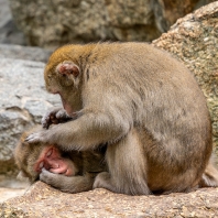 makak červenolící - Macaca fuscata