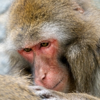 makak červenolící - Macaca fuscata
