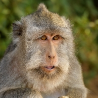 makak jávský - Macaca fascicularis