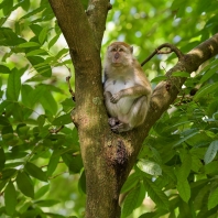 makak jávský - Macaca fascicularis