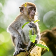 makak jávský - Macaca fascicularis