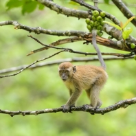 makak jávský - Macaca fascicularis