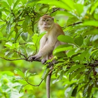 makak jávský - Macaca fascicularis