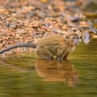 makak jávský - Macaca fascicularis