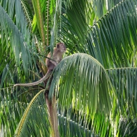 makak jávský - Macaca fascicularis