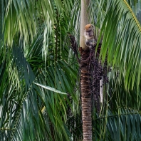 makak jávský - Macaca fascicularis