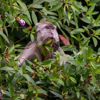 makak jávský - Macaca fascicularis