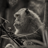 makak jávský - Macaca fascicularis