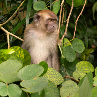 makak jávský - Macaca fascicularis