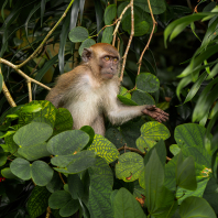 makak jávský - Macaca fascicularis