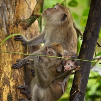 makak jávský - Macaca fascicularis