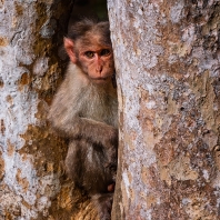 makak kápový - Macaca radiata