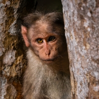 makak kápový - Macaca radiata