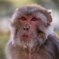 makak rhesus - Macaca mulatta