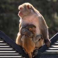 makak rhesus - Macaca mulatta